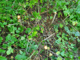 Äste bis zu 5cm können geschnitten werden